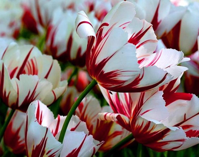 7 Most Expensive Flowers in the World Toronto Flora