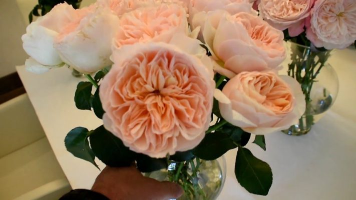 All About Sweet Juliet Rose, the World's Most Expensive Flower - Dengarden