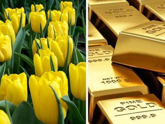 Tulip vs Gold