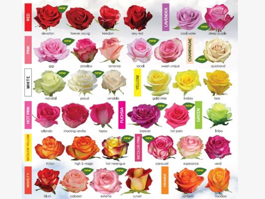 Variety of Roses